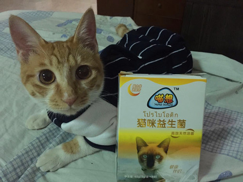 猫咪急性肠胃炎药物治疗详解